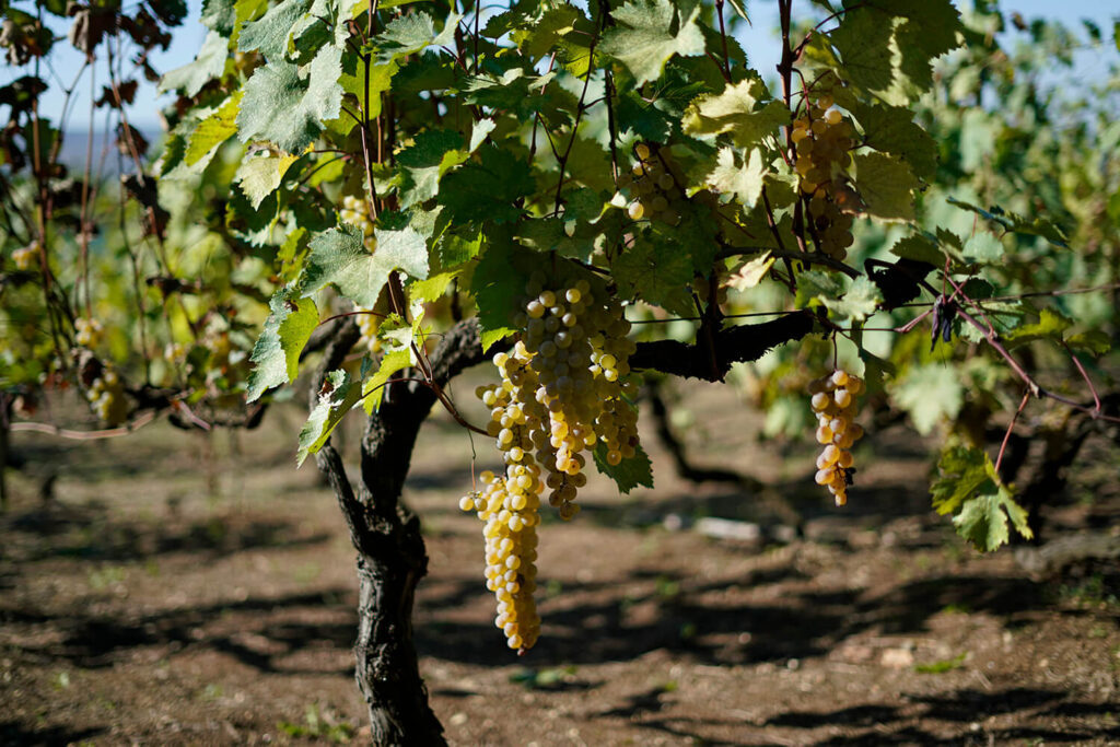 Imeretian Grapes