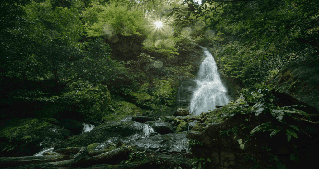 Mtirala National Park. Photo Credit: National Parks of Georgia