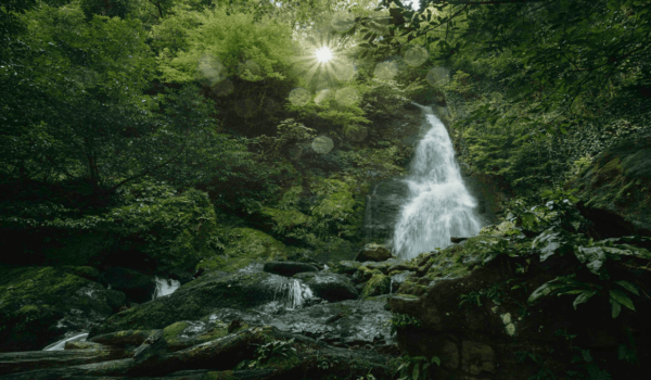 Mtirala National Park. Photo Credit: National Parks of Georgia