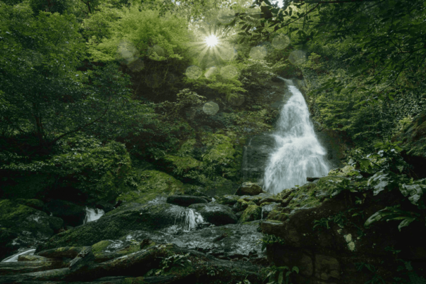 Mtirala National Park. Photo Credit: National Parks of Georgia