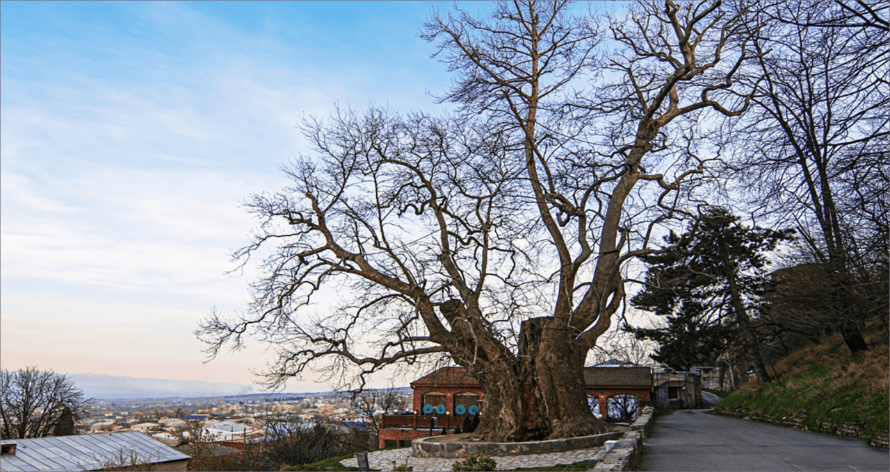 Plane Tree. Photo Source: Bakurianiwater.ge